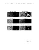 STEM CELL EXPRESSION CASSETTES diagram and image