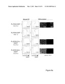 STEM CELL EXPRESSION CASSETTES diagram and image