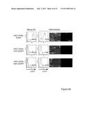 STEM CELL EXPRESSION CASSETTES diagram and image