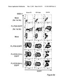 STEM CELL EXPRESSION CASSETTES diagram and image