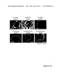 STEM CELL EXPRESSION CASSETTES diagram and image