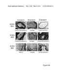 STEM CELL EXPRESSION CASSETTES diagram and image