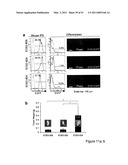 STEM CELL EXPRESSION CASSETTES diagram and image