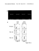 STEM CELL EXPRESSION CASSETTES diagram and image