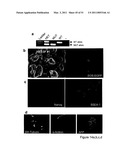 STEM CELL EXPRESSION CASSETTES diagram and image