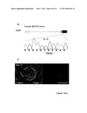 STEM CELL EXPRESSION CASSETTES diagram and image