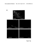 STEM CELL EXPRESSION CASSETTES diagram and image