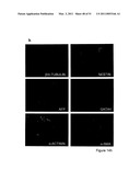 STEM CELL EXPRESSION CASSETTES diagram and image