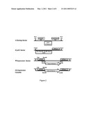 Method for the Targeted Integration of Multiple Copies of a Gene of Interest in a Yarrowia Strain diagram and image