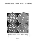 Method for the Targeted Integration of Multiple Copies of a Gene of Interest in a Yarrowia Strain diagram and image