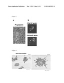 METHOD FOR PREPARATION OF PLATELET FROM iPS CELL diagram and image