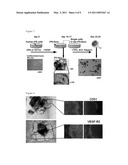 METHOD FOR PREPARATION OF PLATELET FROM iPS CELL diagram and image