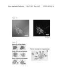 METHOD FOR PREPARATION OF PLATELET FROM iPS CELL diagram and image