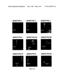 METHODS AND PRODUCTS FOR IDENTIFYING STRAINS OF BACTERIA diagram and image