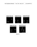 METHODS AND PRODUCTS FOR IDENTIFYING STRAINS OF BACTERIA diagram and image