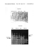 MODIFIED STEFIN A SCAFFOLD PROTEINS diagram and image