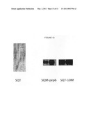 MODIFIED STEFIN A SCAFFOLD PROTEINS diagram and image