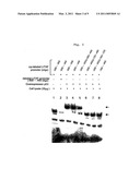 REGULATION OF LITAF MODULATED CYTOKINE PRODUCTION BY A NOVEL P53 SHORT PEPTIDE diagram and image