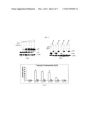 REGULATION OF LITAF MODULATED CYTOKINE PRODUCTION BY A NOVEL P53 SHORT PEPTIDE diagram and image