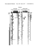 RNA INTERFERENCE MEDIATING SMALL RNA MOLECULES diagram and image