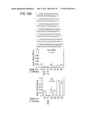 RNA INTERFERENCE MEDIATING SMALL RNA MOLECULES diagram and image