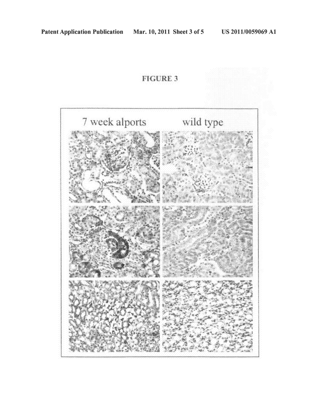 Gapr-1 Methods - diagram, schematic, and image 04