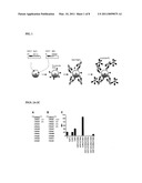 AGLYCOSYLATED IMMUNOGLOBULIN MUTANTS diagram and image