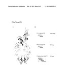 AGLYCOSYLATED IMMUNOGLOBULIN MUTANTS diagram and image