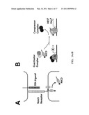 Targeting of Notch3 Receptor Function for Cancer Therapy diagram and image