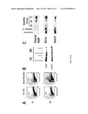 Targeting of Notch3 Receptor Function for Cancer Therapy diagram and image