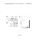 Targeting of Notch3 Receptor Function for Cancer Therapy diagram and image