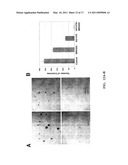 Targeting of Notch3 Receptor Function for Cancer Therapy diagram and image