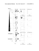 MFAP4 as a Marker For Regulatory Cells and Anti-Cancer Cells diagram and image