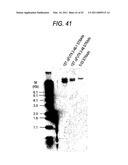 ANTIBODY COMPOSITION EXHIBITING CELLULAR CYTOTOXICTY DUE TO GLYCOSYLATION diagram and image