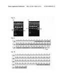 AVIAN INFLUENZA VIRUS VACCINE AND A METHOD FOR PREPARING diagram and image