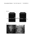 AVIAN INFLUENZA VIRUS VACCINE AND A METHOD FOR PREPARING diagram and image