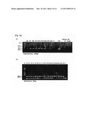 AVIAN INFLUENZA VIRUS VACCINE AND A METHOD FOR PREPARING diagram and image