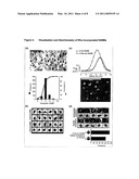 NANOSCALE BOUND BILAYERS, METHODS OF USE AND PRODUCTION diagram and image