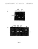 METHOD FOR THE DETECTION OF GENE TRANSCRIPTS IN BLOOD AND USES THEREOF diagram and image