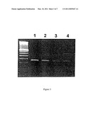 METHOD FOR THE DETECTION OF GENE TRANSCRIPTS IN BLOOD AND USES THEREOF diagram and image