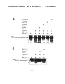 SCREENING ASSAYS FOR AGENTS THAT ALTER INHIBITOR OF APOPTOSIS (IAP) PROTEIN REGULATION OF CASPASE ACTIVITY diagram and image