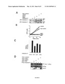 SCREENING ASSAYS FOR AGENTS THAT ALTER INHIBITOR OF APOPTOSIS (IAP) PROTEIN REGULATION OF CASPASE ACTIVITY diagram and image