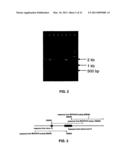 Plasmids from Thermophilic Organisms, Vectors Derived Therefrom, and Uses Thereof diagram and image