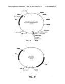 Plasmids from Thermophilic Organisms, Vectors Derived Therefrom, and Uses Thereof diagram and image