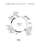 Plasmids from Thermophilic Organisms, Vectors Derived Therefrom, and Uses Thereof diagram and image