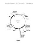 Plasmids from Thermophilic Organisms, Vectors Derived Therefrom, and Uses Thereof diagram and image