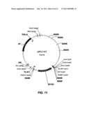 Plasmids from Thermophilic Organisms, Vectors Derived Therefrom, and Uses Thereof diagram and image