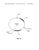 Plasmids from Thermophilic Organisms, Vectors Derived Therefrom, and Uses Thereof diagram and image