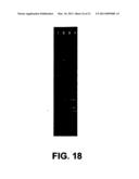 Plasmids from Thermophilic Organisms, Vectors Derived Therefrom, and Uses Thereof diagram and image