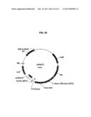 Plasmids from Thermophilic Organisms, Vectors Derived Therefrom, and Uses Thereof diagram and image